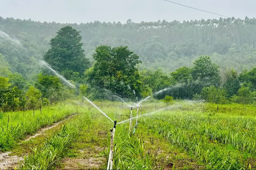 Plantação de abacaxi já irrigada pelo programa Amapá mais Produtivo.