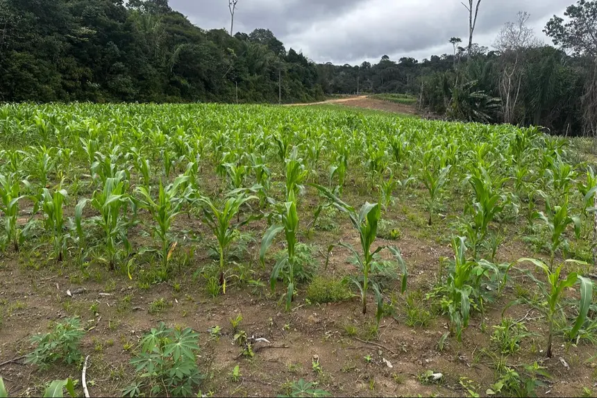 Plantação de milho na comunidade de Nova Colina em consorcio com abacaxi.