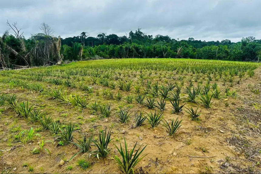 Plantio de abacaxi que nos próximos dias receberá a estrutura de irrigação.