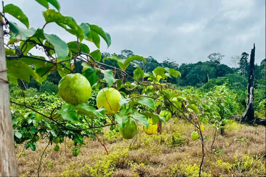 Plantio de maracujá vem crescente na região e também é uma das culturas consorciadas com o abacaxi.