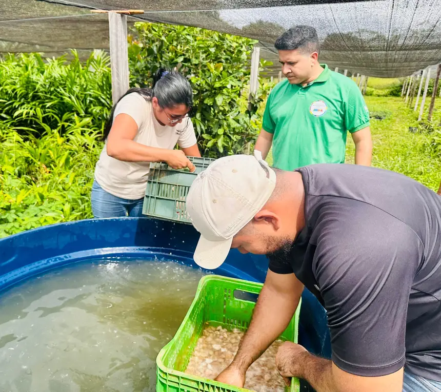 Chefe de Gabinete da SDR, Kleber Picanço (camisa verde), acompanhando a lavagem de amêndoas de cacau durante a inspeção ao viveiro de mudas em Pedra Branca.
