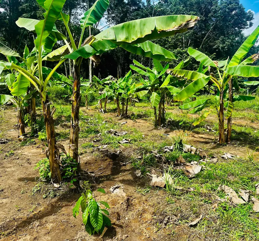 O sistema consorciado, como o plantio junto à banana é para garantir o sombreamento necessário aos cacaueiros. 
