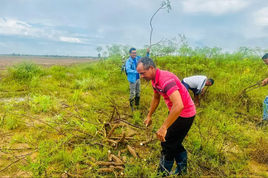 O treinamento oferecido pelo Governo do Estado busca padronizar a produção local, elevando o valor comercial dos derivados que abastecem os supermercados do Amapá.