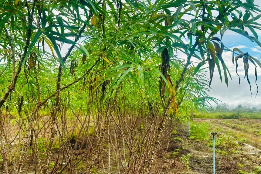 Base da produção: Plantação de mandioca em área de cultivo no Amapá. A raiz é a principal matéria-prima para a fabricação da farinha local.