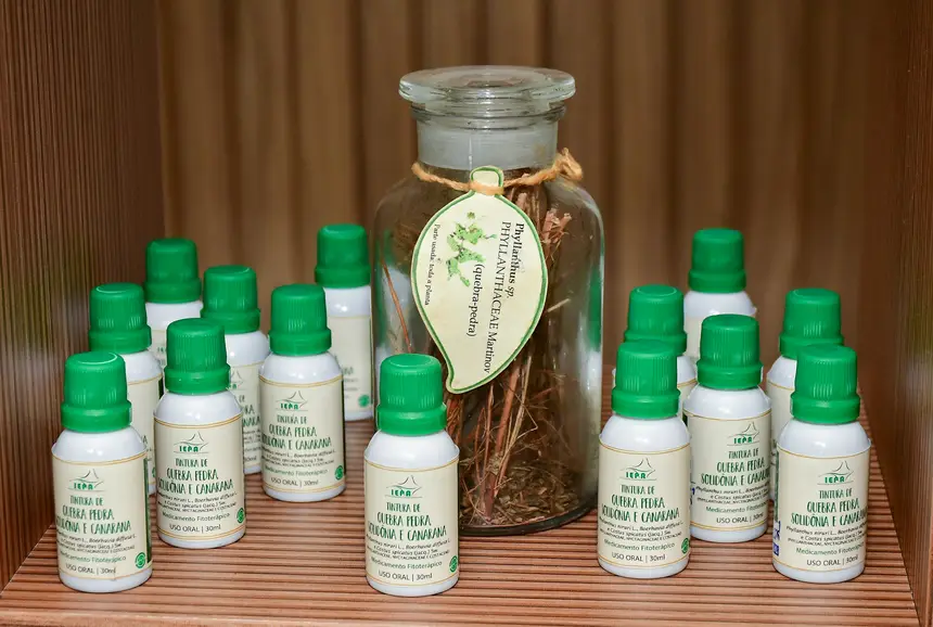 Princípio ativo da quebra-pedra é usado para produzir produto na Farmácia do Iepa