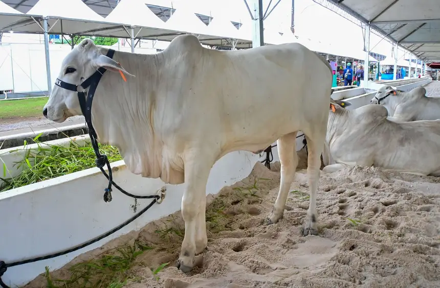 Animais de alta qualidade genética reunidos na Vitrine do Produtor Rural durante a Expofeira 2026.