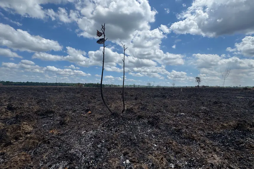 Os locais mais atingidos são áreas de cerrado