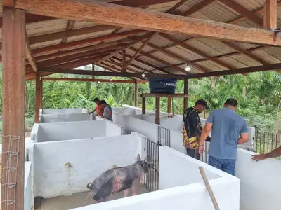 notícia: Governo do Amapá entrega arranjos de suinocultura e garante autonomia para produtores familiares de Porto Grande