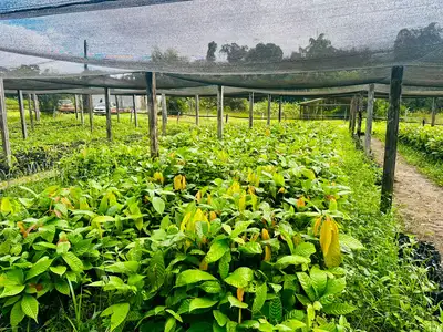 notícia: Governo do Amapá entrega 18 mil mudas de cacau para fortalecer agricultura familiar em Pedra Branca do Amapari