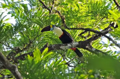 notícia: Governo do Amapá lança campanha ‘Junho Verde 2026’ com ampla programação, 1ª Corrida do Meio Ambiente e Futlama   