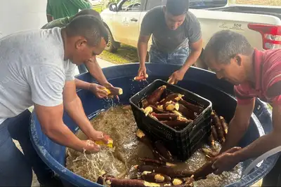 notícia: Governo do Amapá capacita produtores de Itaubal para expandir mercado da farinha