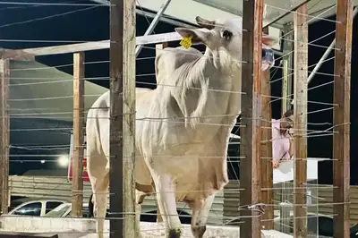 notícia: Expofeira 2026 encerra inscrições de animais para exposição e comercialização