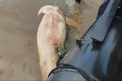 notícia: *Pesquisadores do Iepa iniciam estudos para descobrir o aparecimento de animais exóticos na região do Amapá e Estado do Pará*    