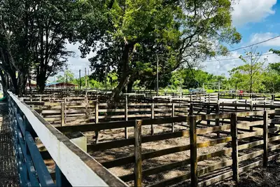 notícia: Expofeira 2026: Estruturas para exposição e comércio de animais entram na fase final de preparação 