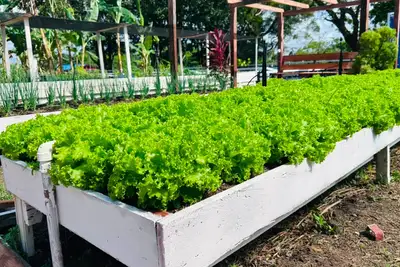 notícia: Expofeira 2026 contará com amostra de horta do programa Amapá Produtivo