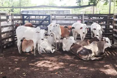 notícia: Expofeira 2026 oferece isenção de ICMS para impulsionar produção agropecuária e tecnologia no Amapá