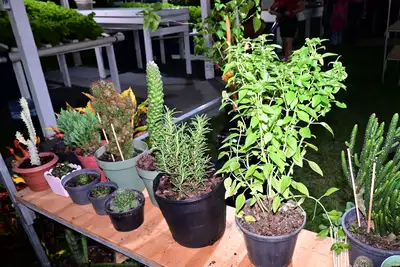 notícia: O resgate da cura tradicional: plantas medicinais ganham destaque na Expofeira 2026