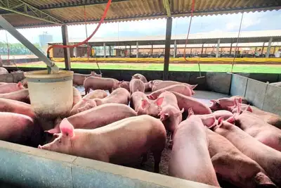 notícia: Expofeira 2026: AgroSummit destaca manejo e sanidade para obter bons resultados na suinocultura do Amapá