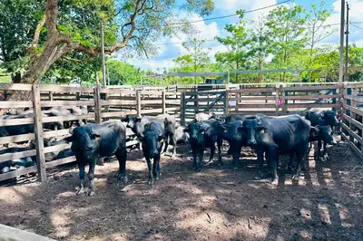 notícia: Governo do Amapá inicia campanha de Atualização Cadastral 2026 para produtores rurais
